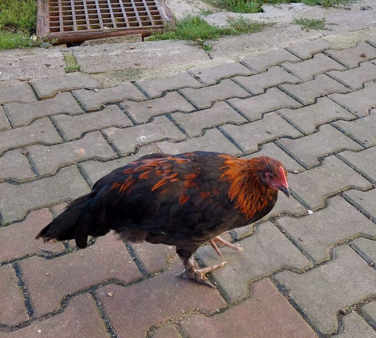 Kohouti
