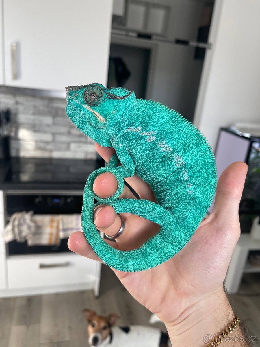 Chameleoni Nosy be Blue