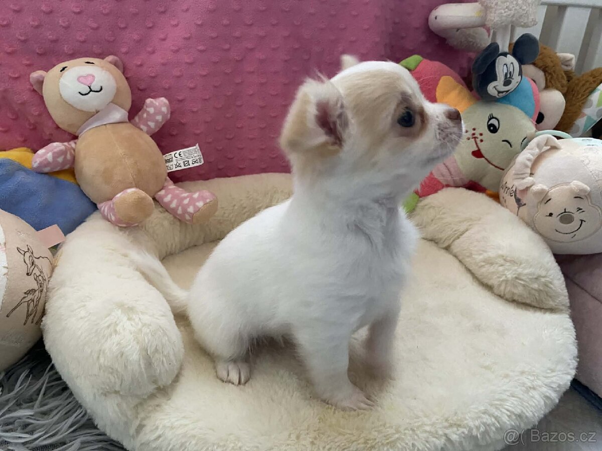 Čivava dlouhosrstá s PP