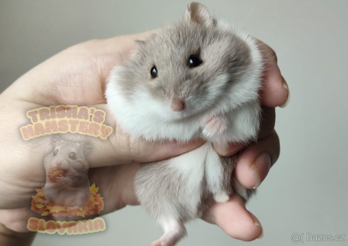 Vymazlená mláďátka křečíka Campbellova