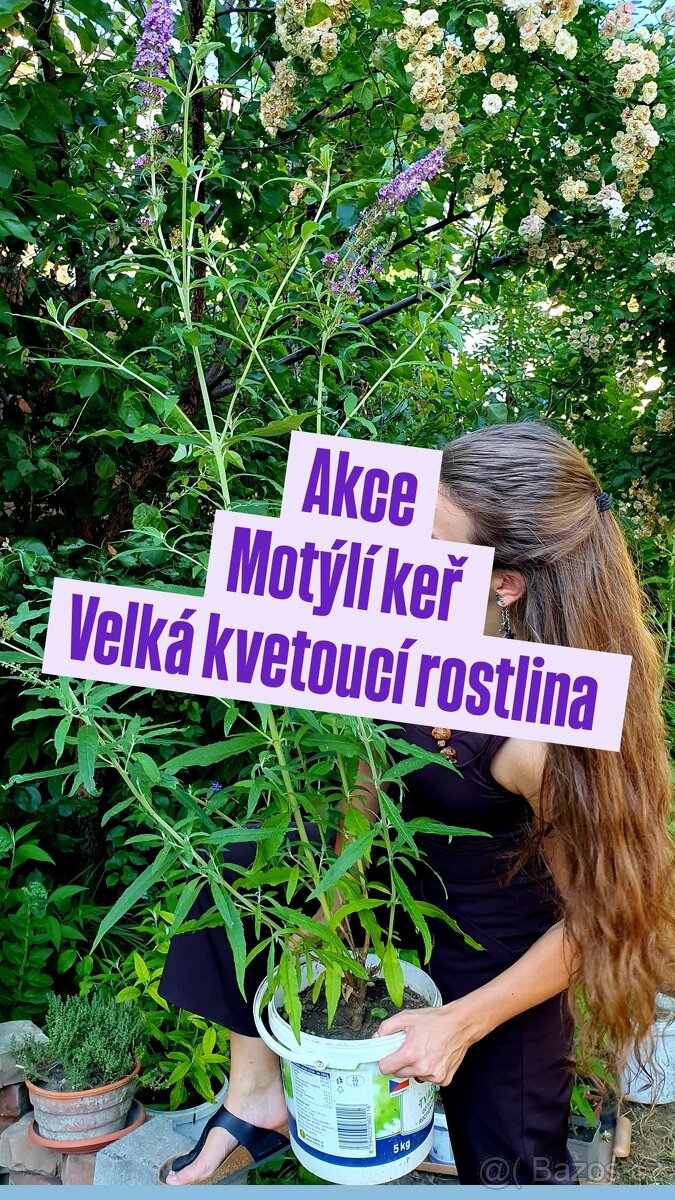 Motýlí keř Komule Davidova 150cm