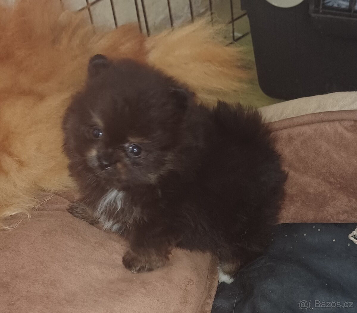 Pomeranian