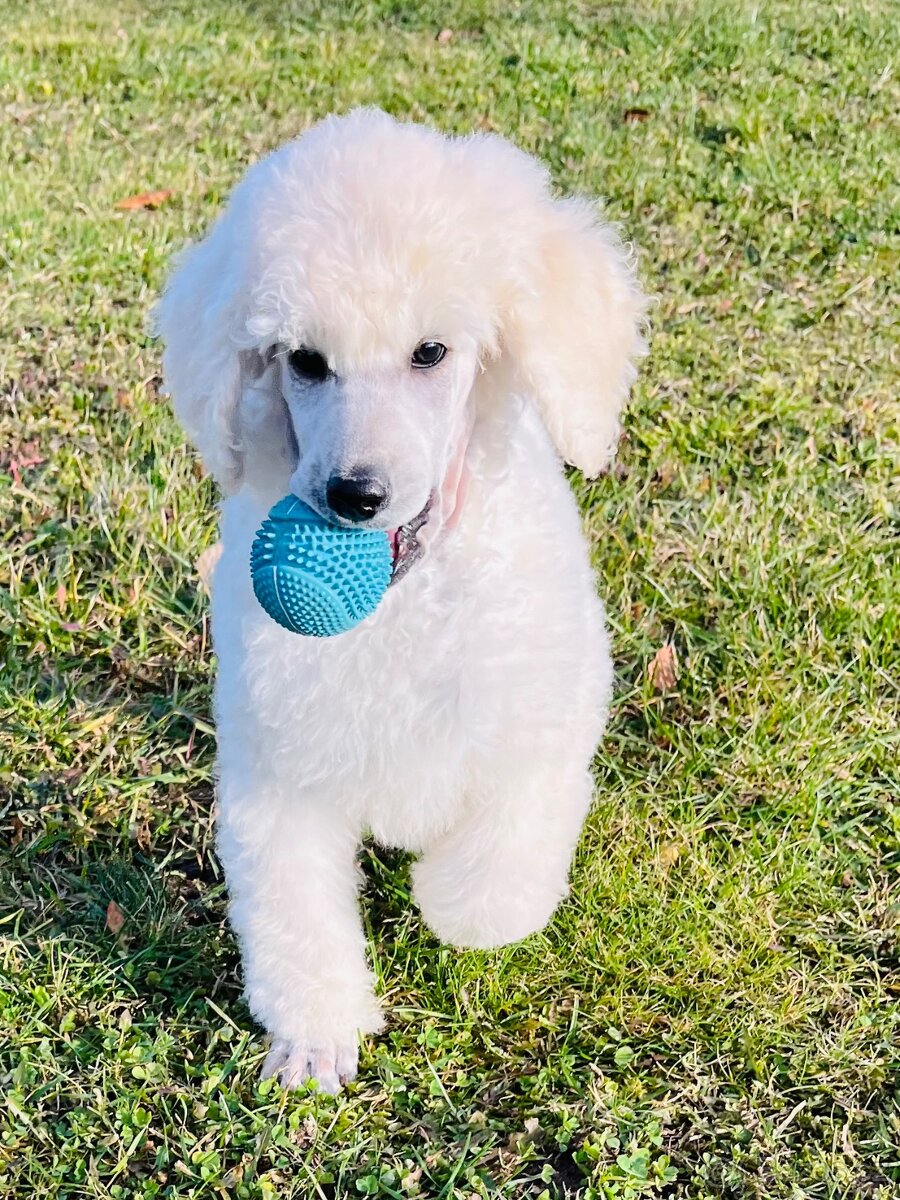 Pudl velký královský s PP