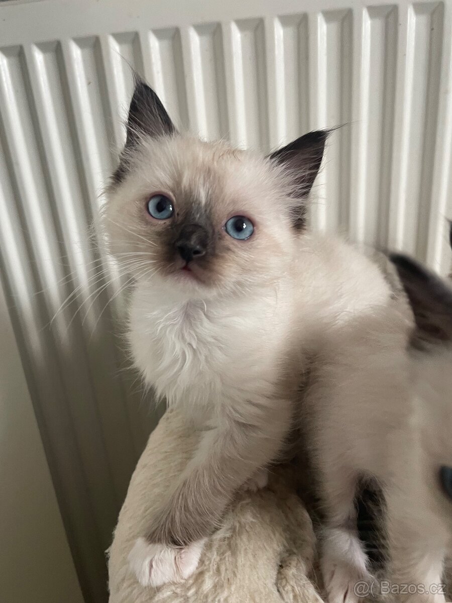 Kocourci Ragdoll bez pp