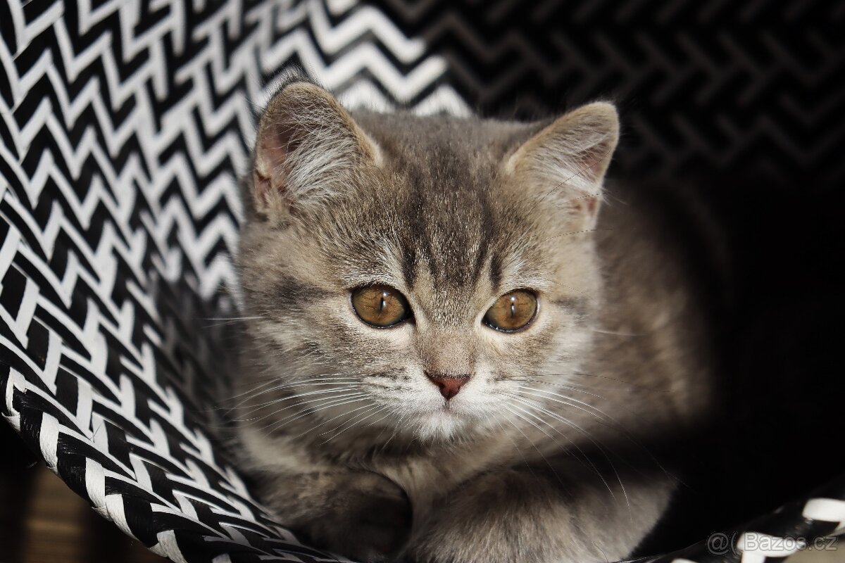 Britské modré krátkosrsté kotě, koťátko, kočka