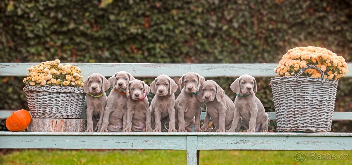 Výmarský ohař s PP Štěňátka