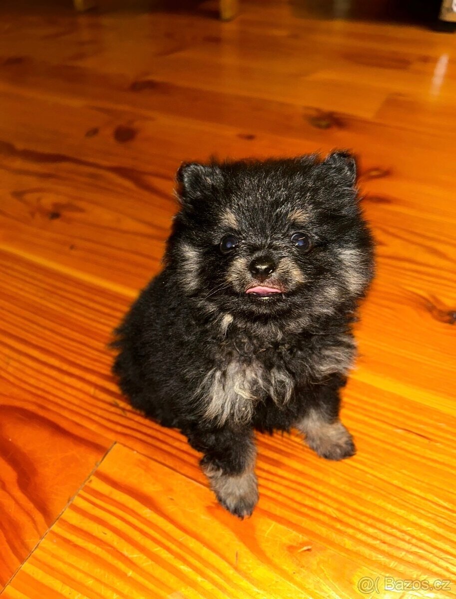 Pomeranian / trpasličí německý špic