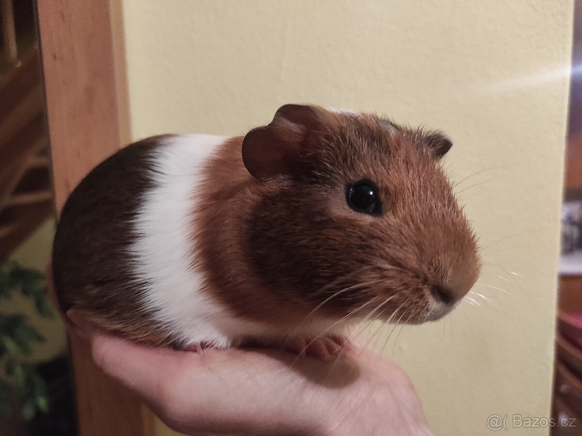 Morče morčátko morčata