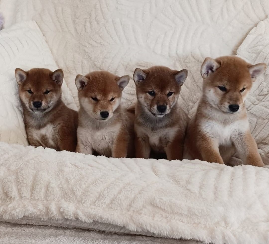 Shiba inu