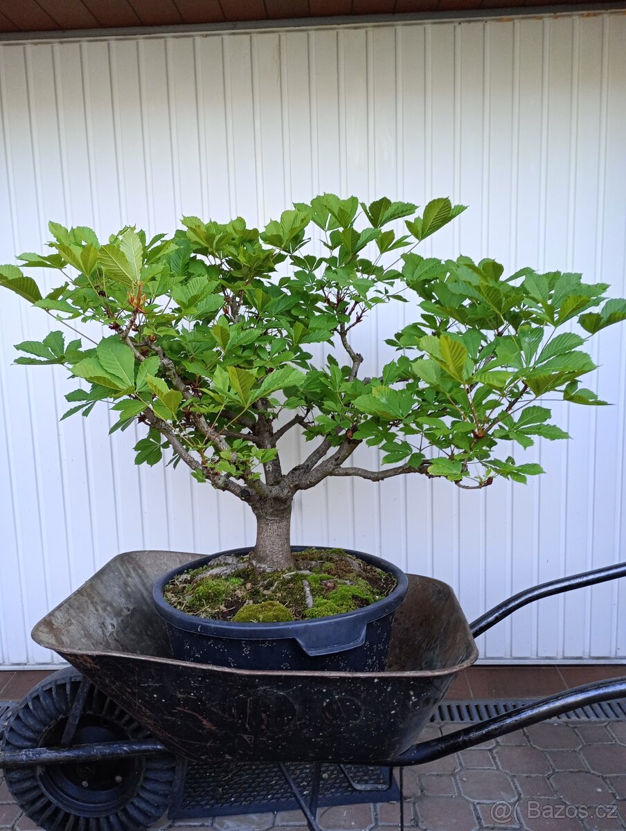 Jírovec maďal (kaštan) bonsai