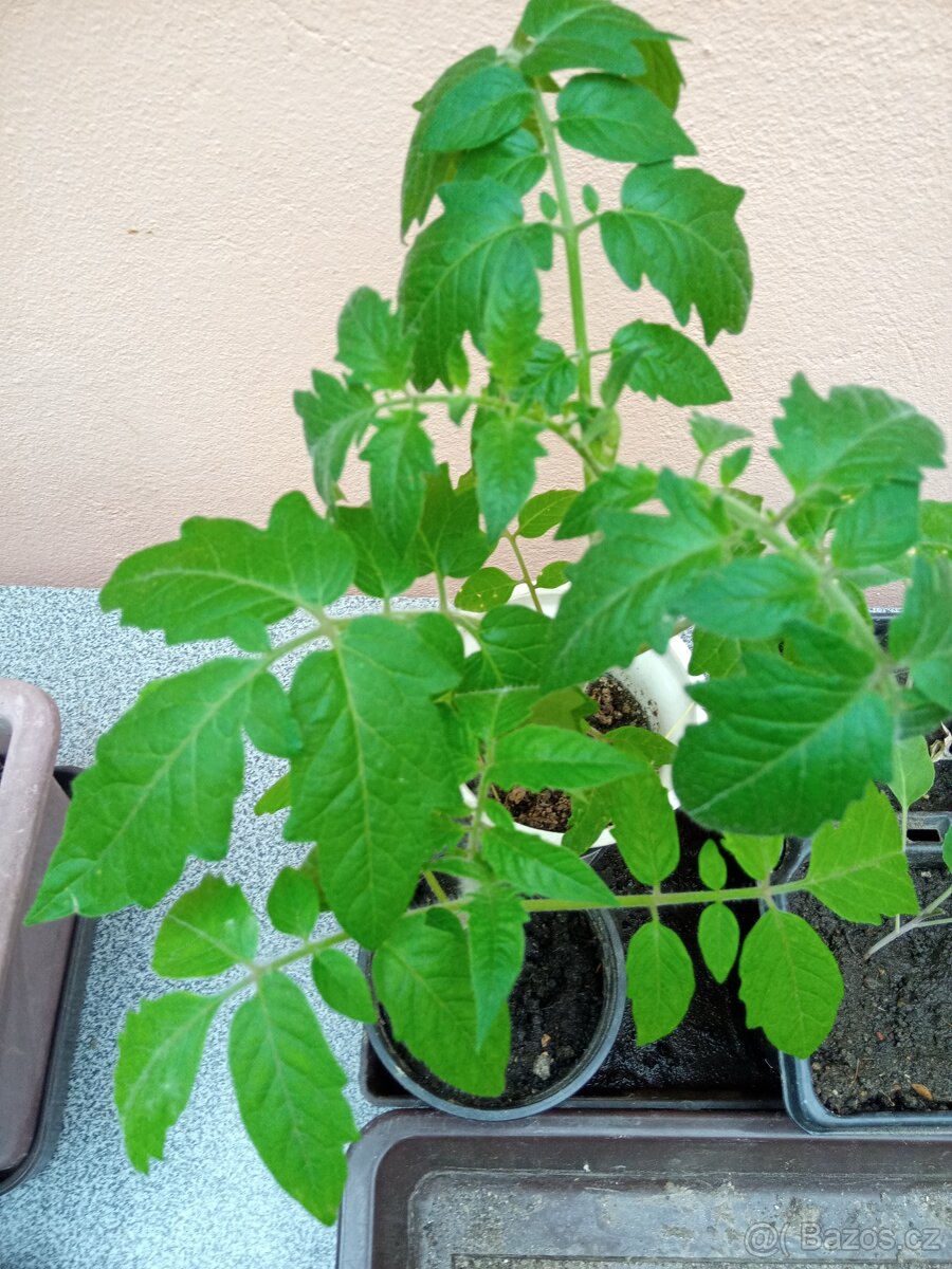 Prodám sazenice rajče tyčkové Sláva Porýní