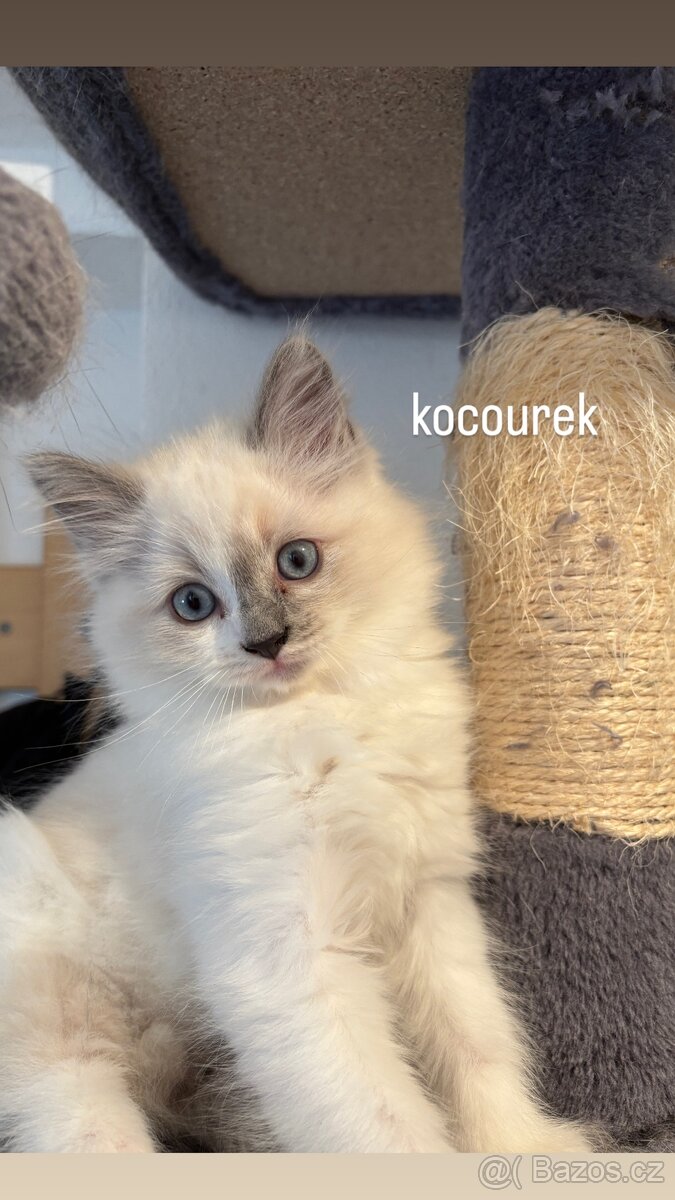 Ragdoll koťátka