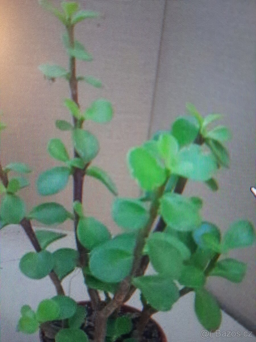 tlustice drobnolistá, crassula, Tunisko