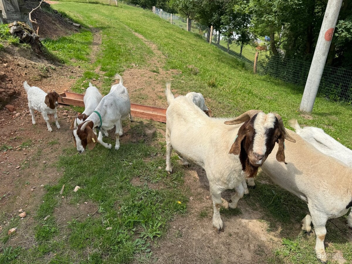 Burská koza