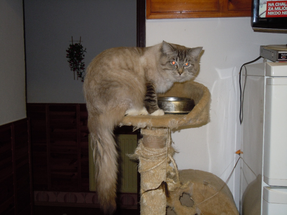 ragdoll ke krytí