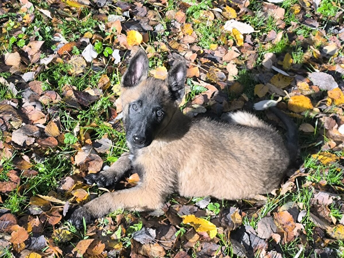 Belgicky ovcak malinois