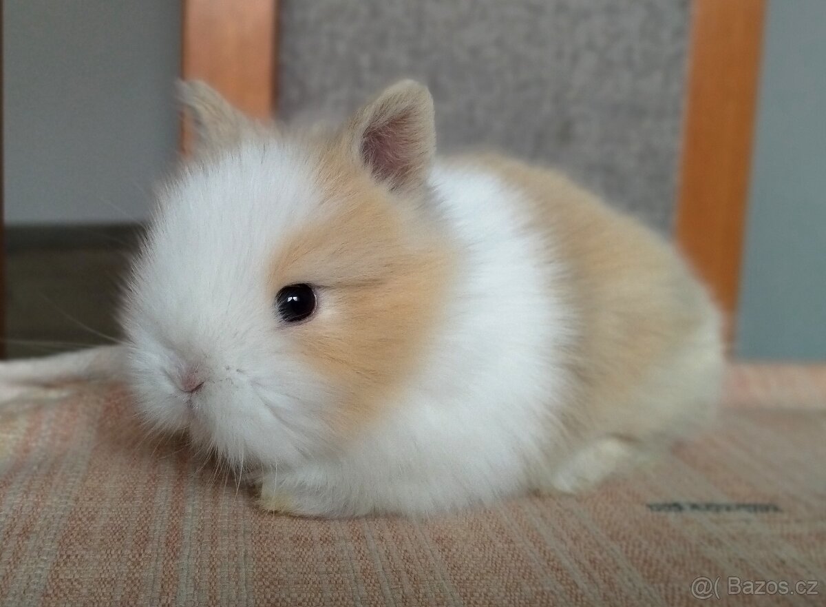 Zakrslý Teddy králík, králíček.