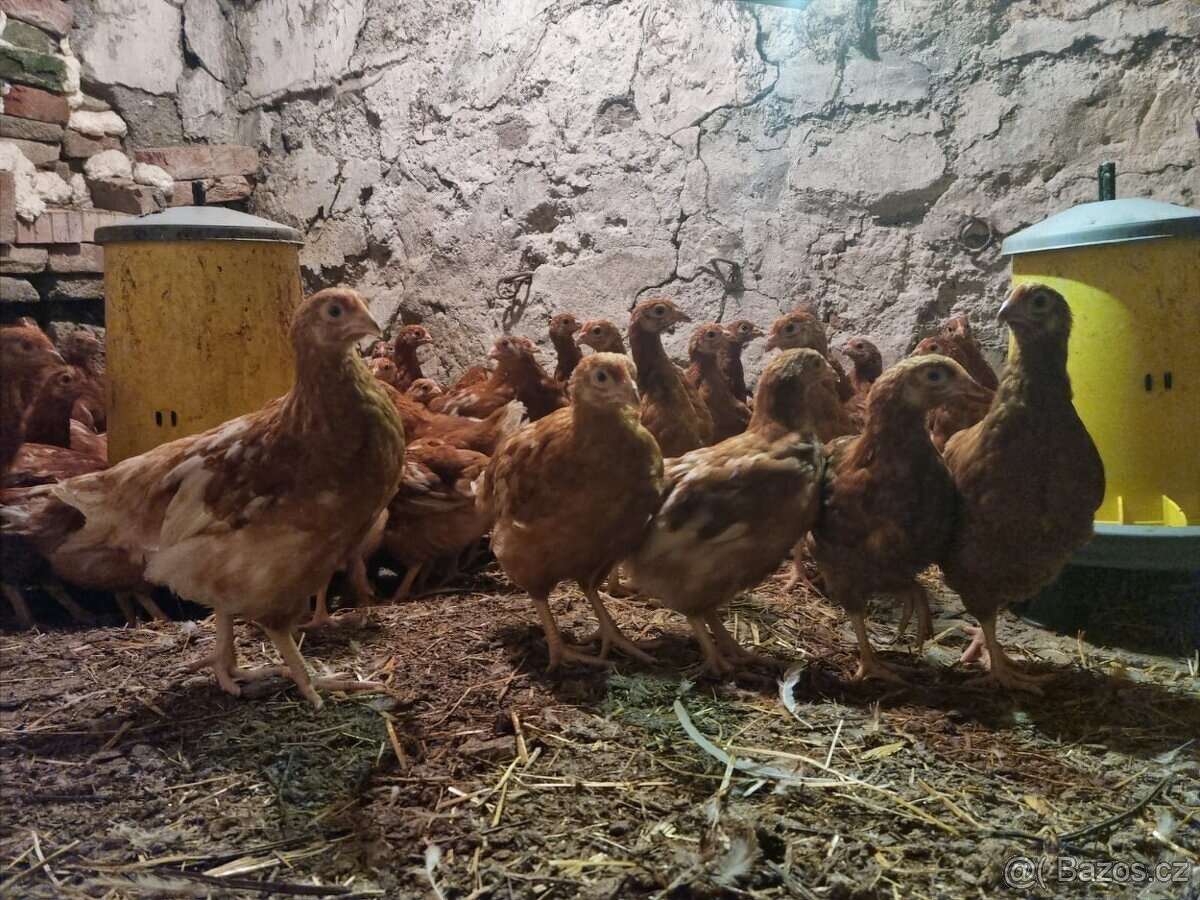 Kuřičky, slepičky Isa Brown