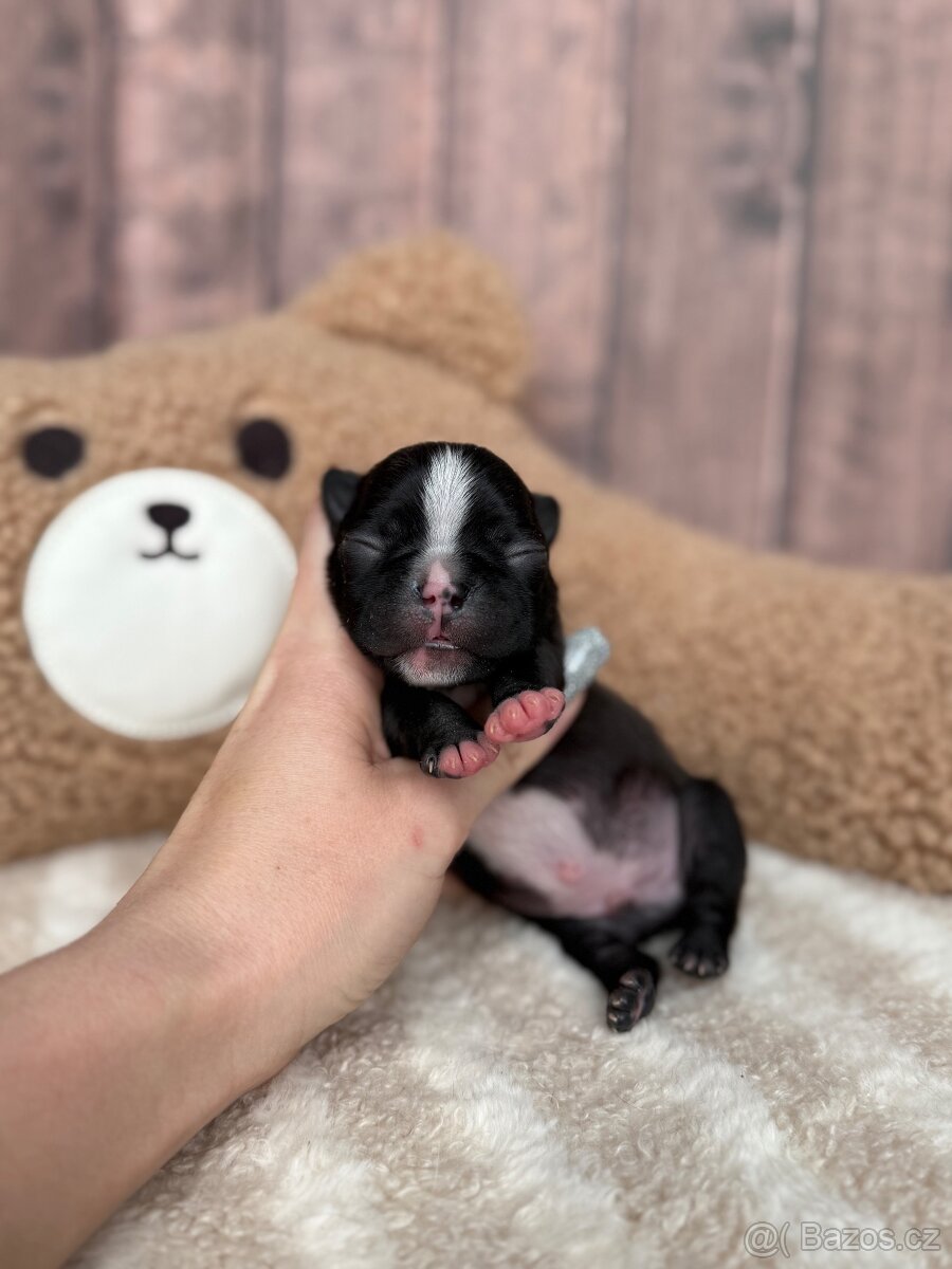 Bostonský teriér S PP