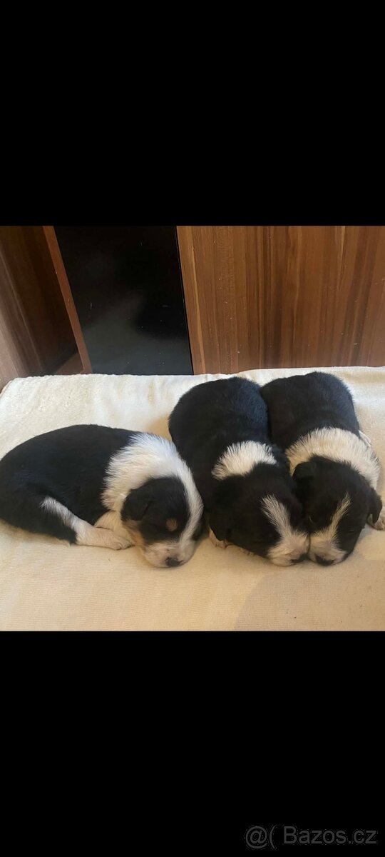 Štěňátka Border kolie bez PP