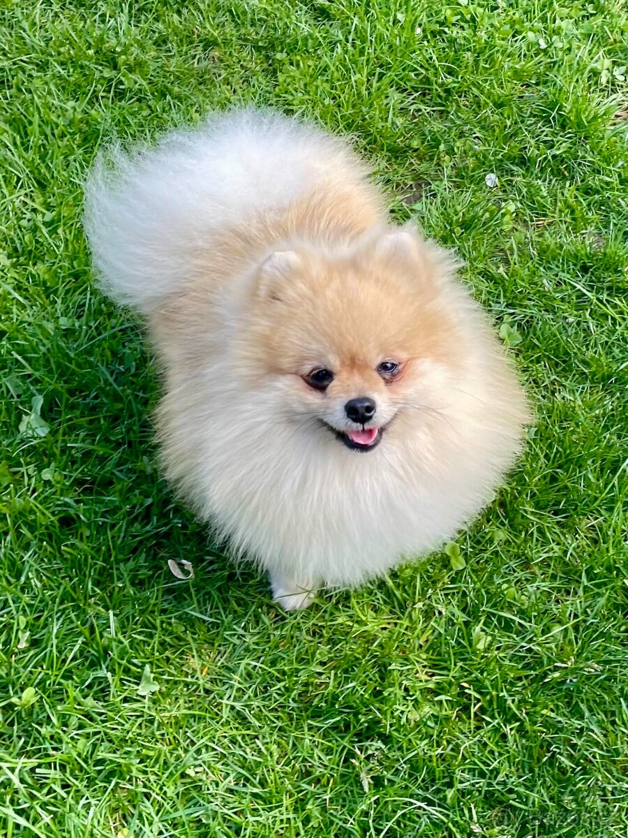 POMERANIAN S PP FCI