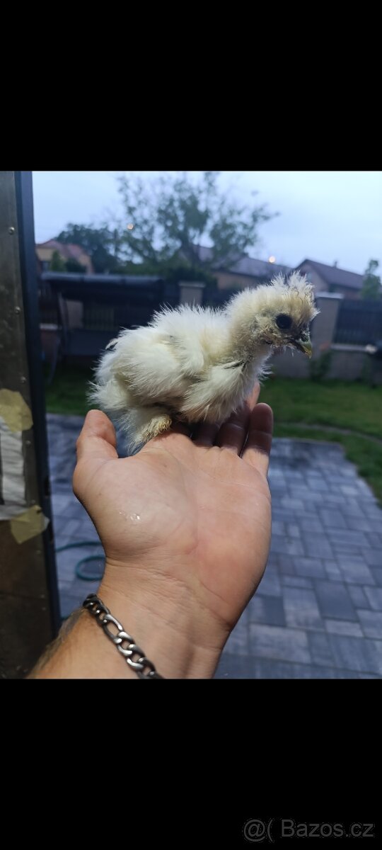 Kuřata hedvábnička velká bílá