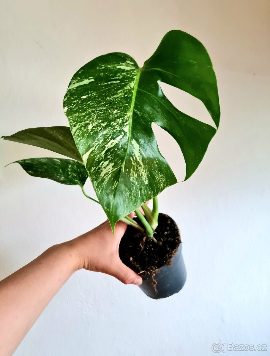 Monstera albo variegata