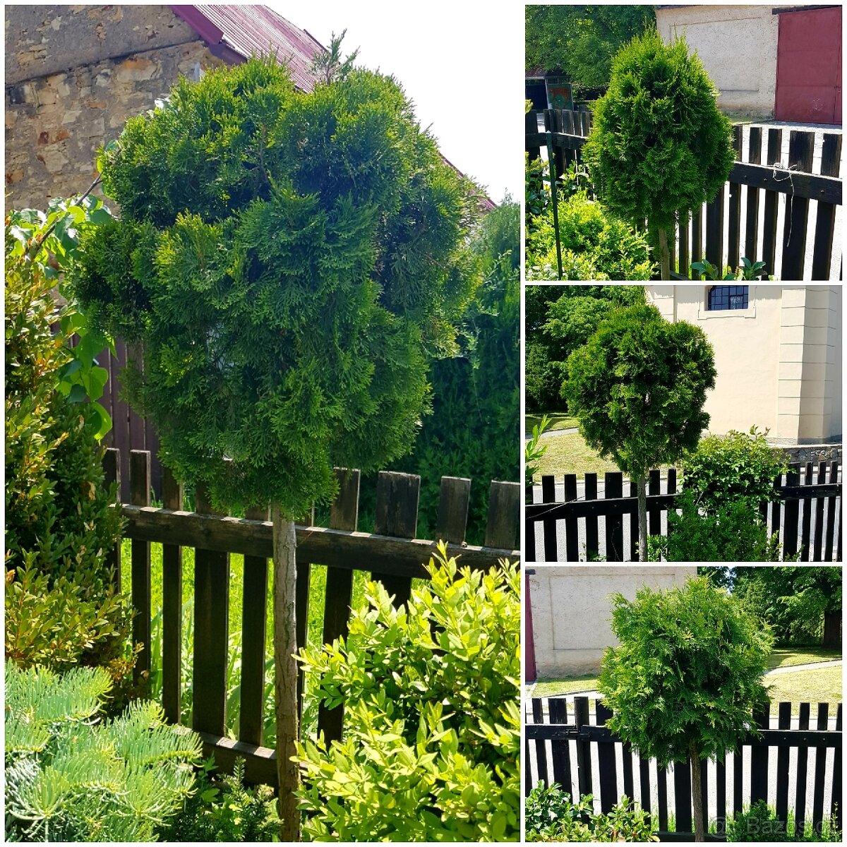 Thuje, Thuja, Túje, Zerav, stromky, keře