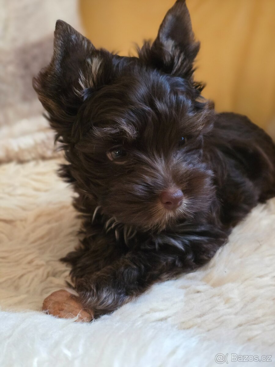 Biewer  -jorksirsky teriér