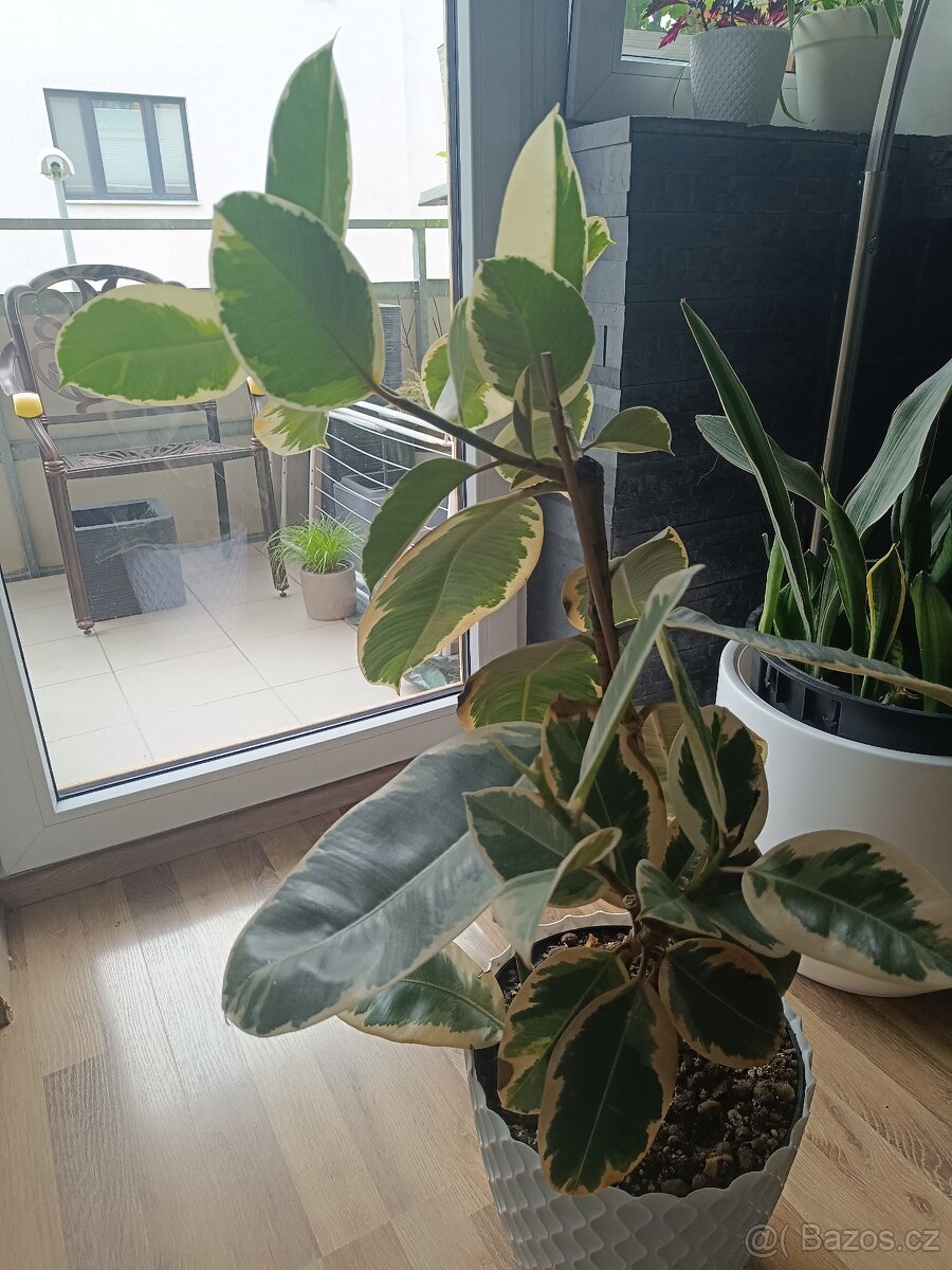 Ficus elastica Tineke 70cm