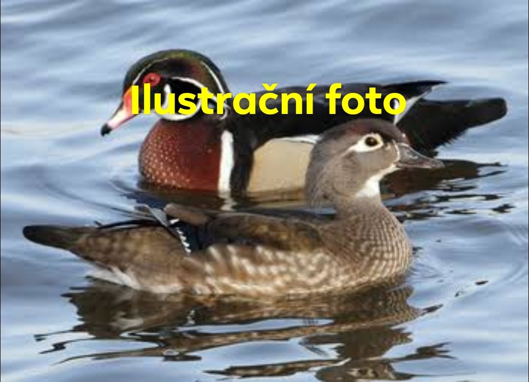 Koupím kachny Kachničky karolinské