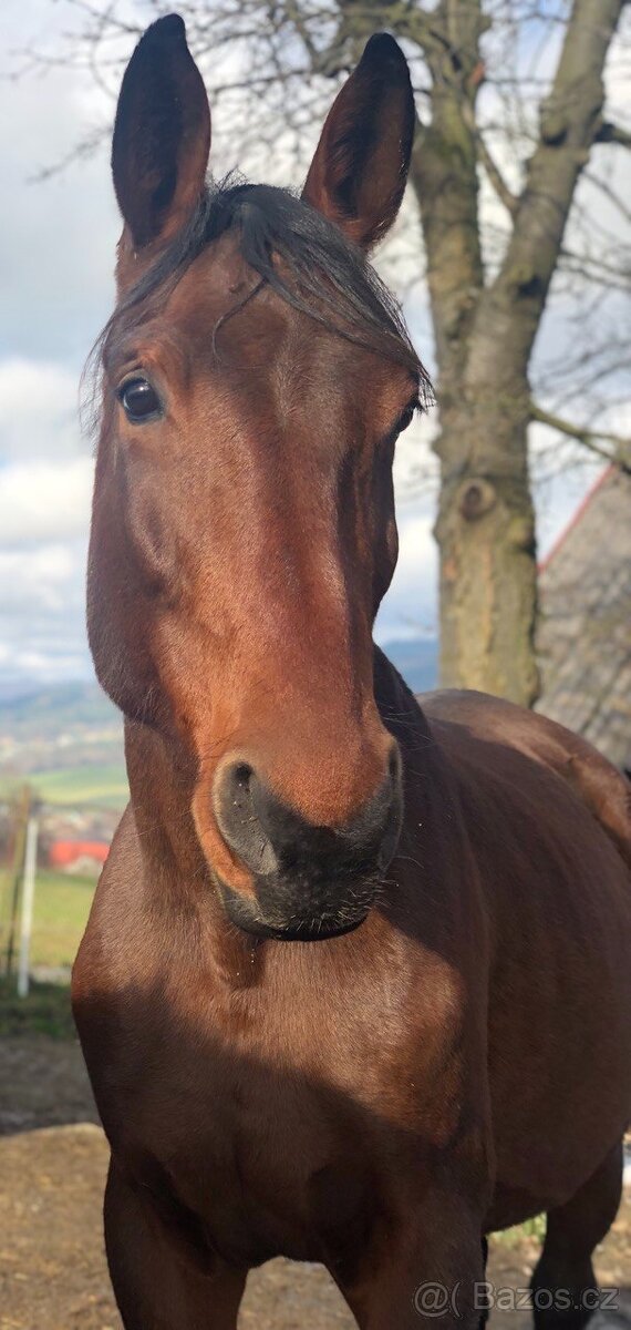 Chovná Hannoverská klisna