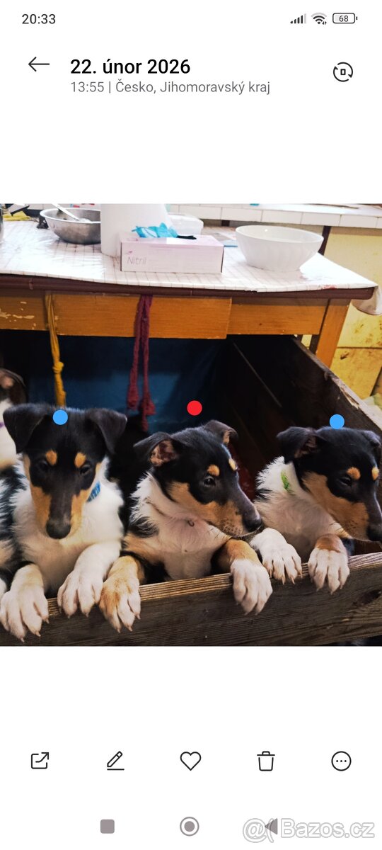 Štěňata kolie bez pp