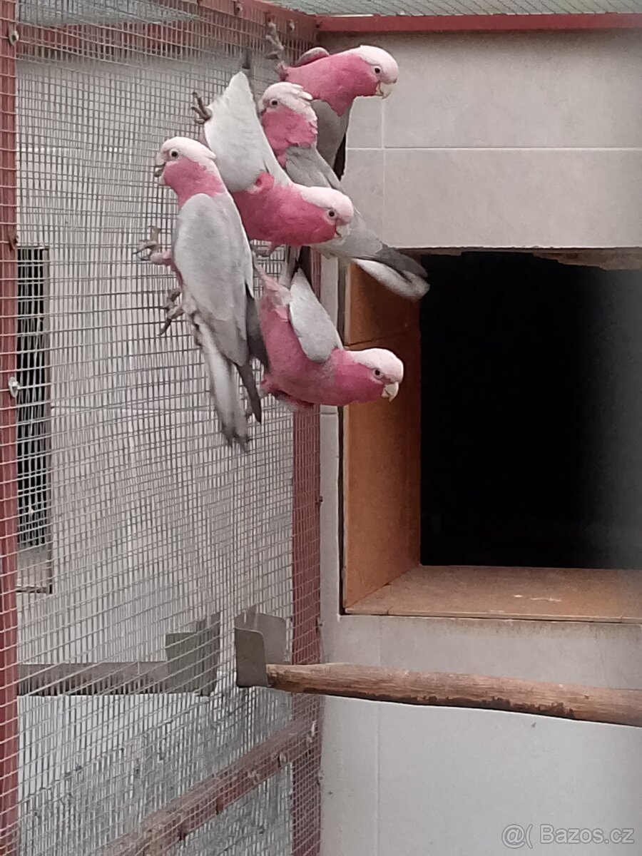 Kakadů růžový