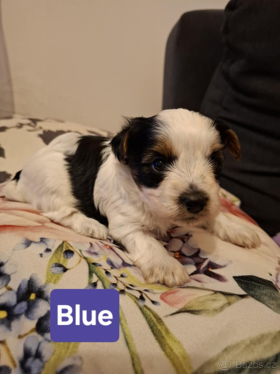 Biewer Yorkshire Teriér