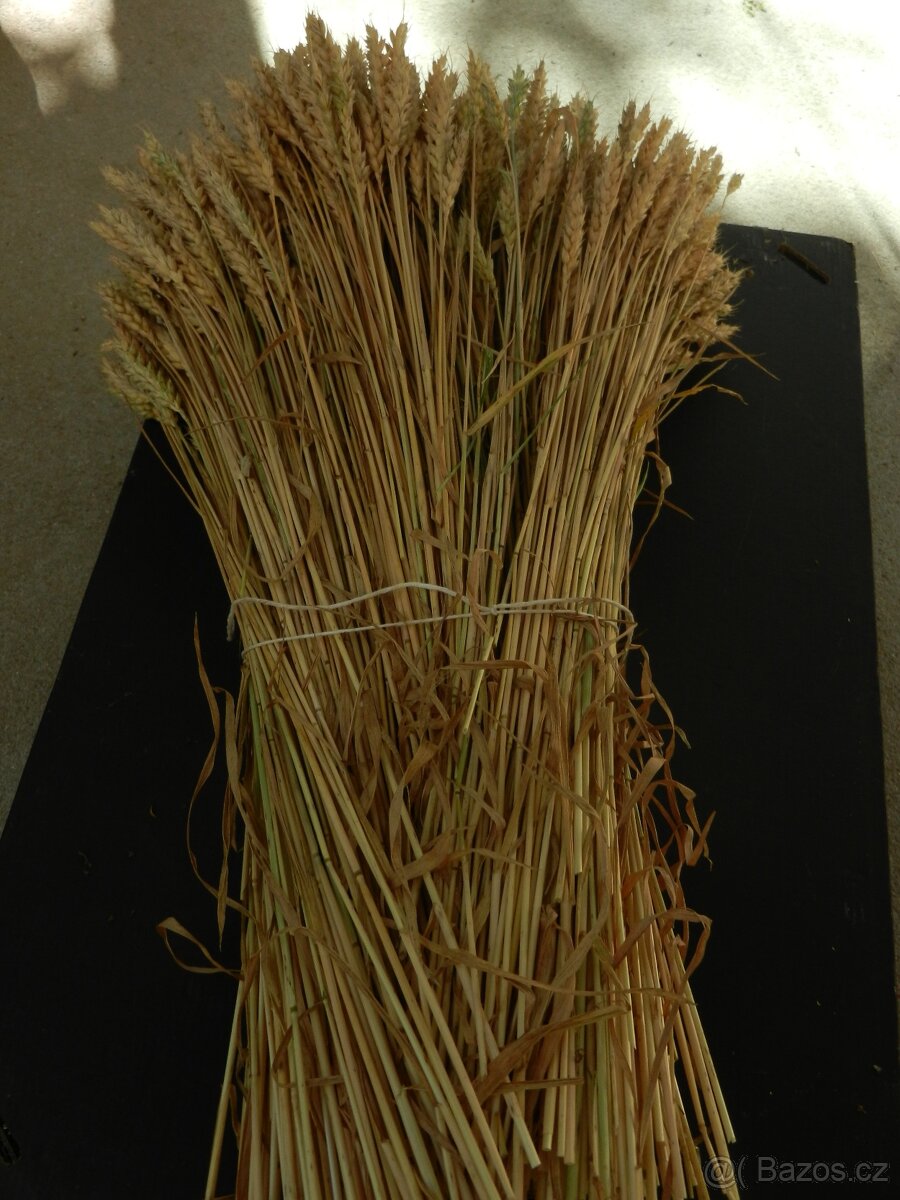 Pšenice sušená k dekoraci