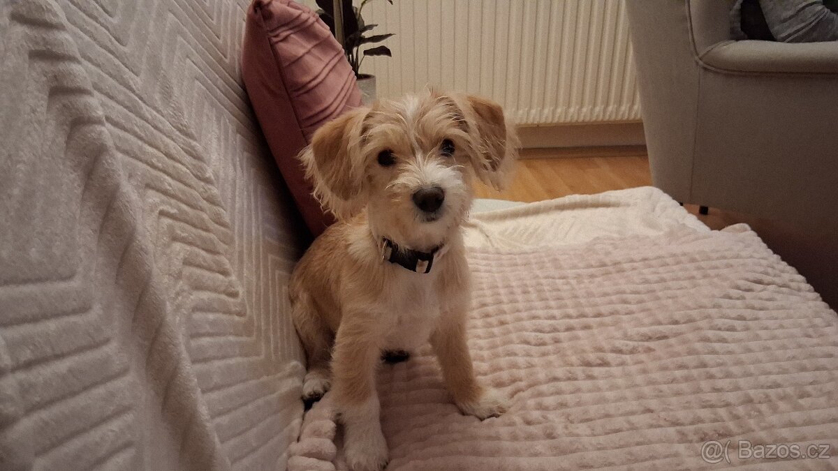 Štěně kříženec