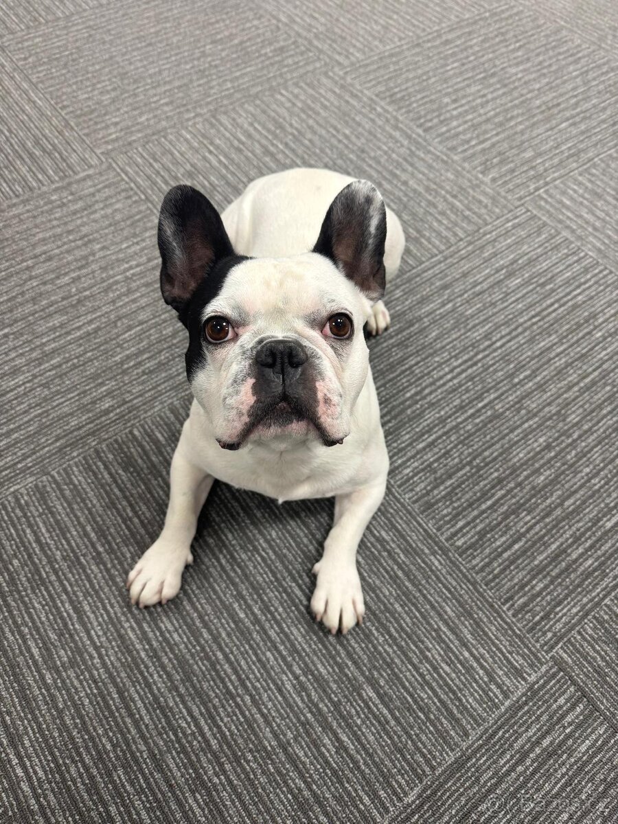 Francouzský buldoček - krytí