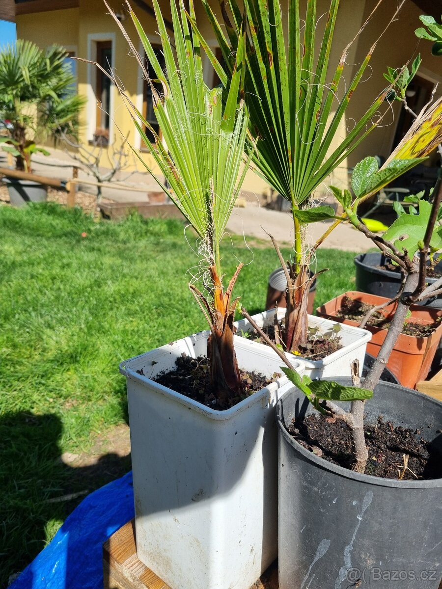 Washingtonia robusta - palma