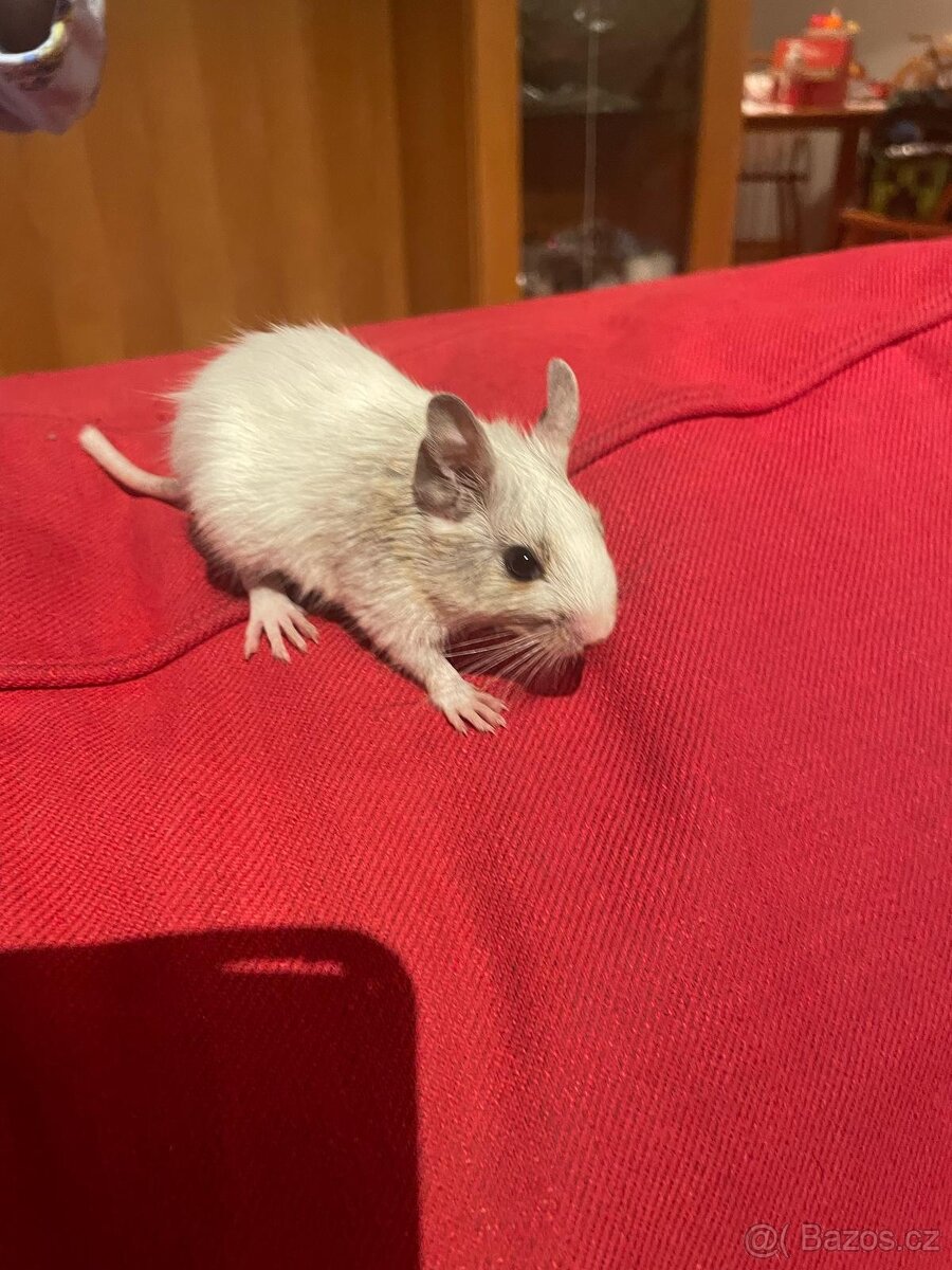 Osmák Degu