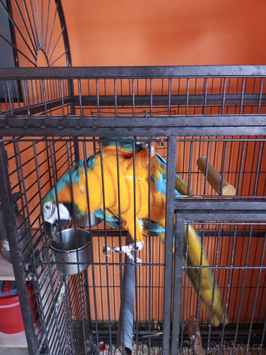 Ara ararauna