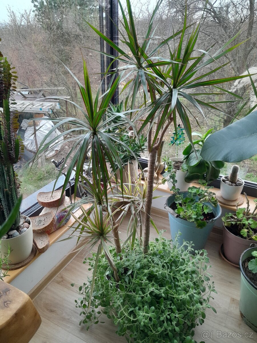 Dracena palma 3x