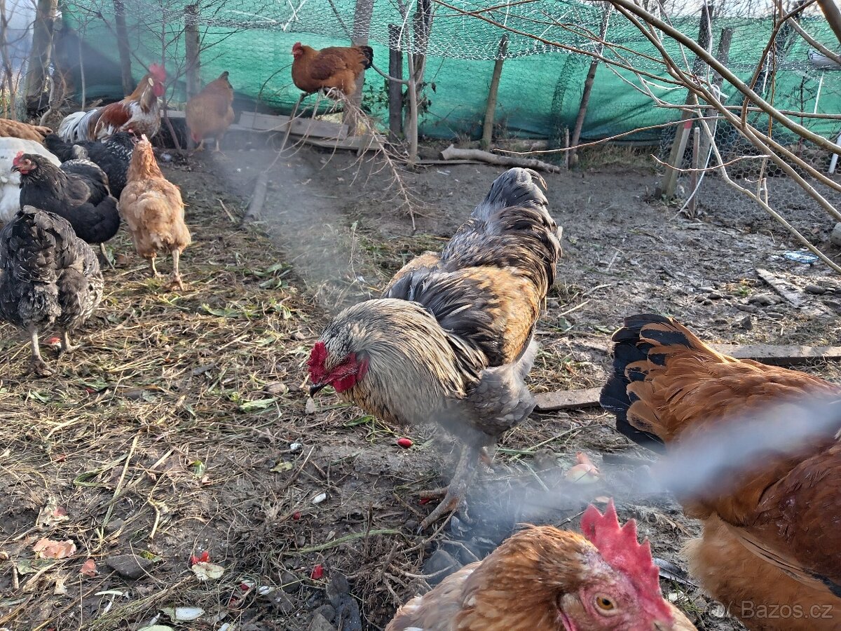Brahma