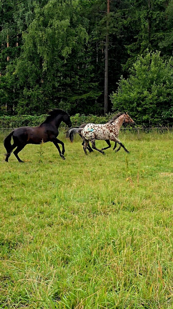 Pronájem & Ustájení