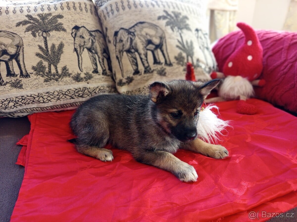 Fenečka štěně