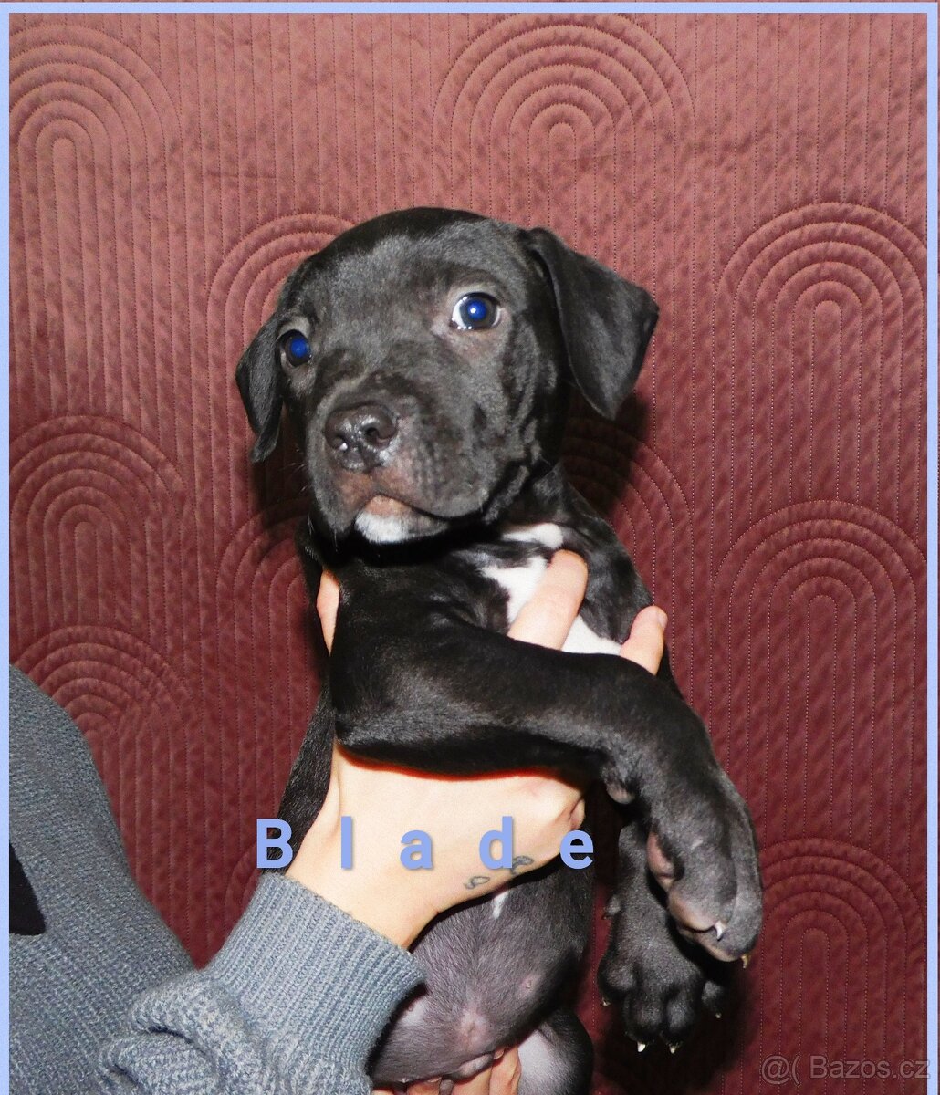 Štěňata American Bully xxl - Bloodline DDK9