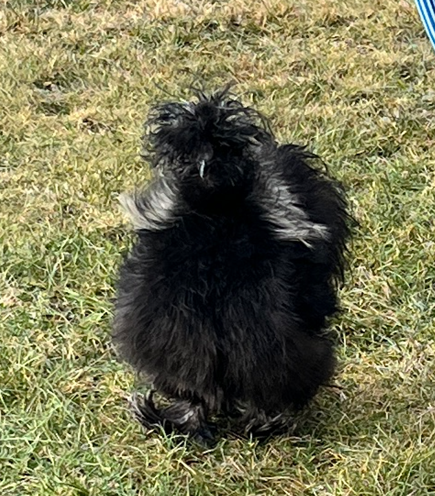 Hedvábničky velké vousaté USA