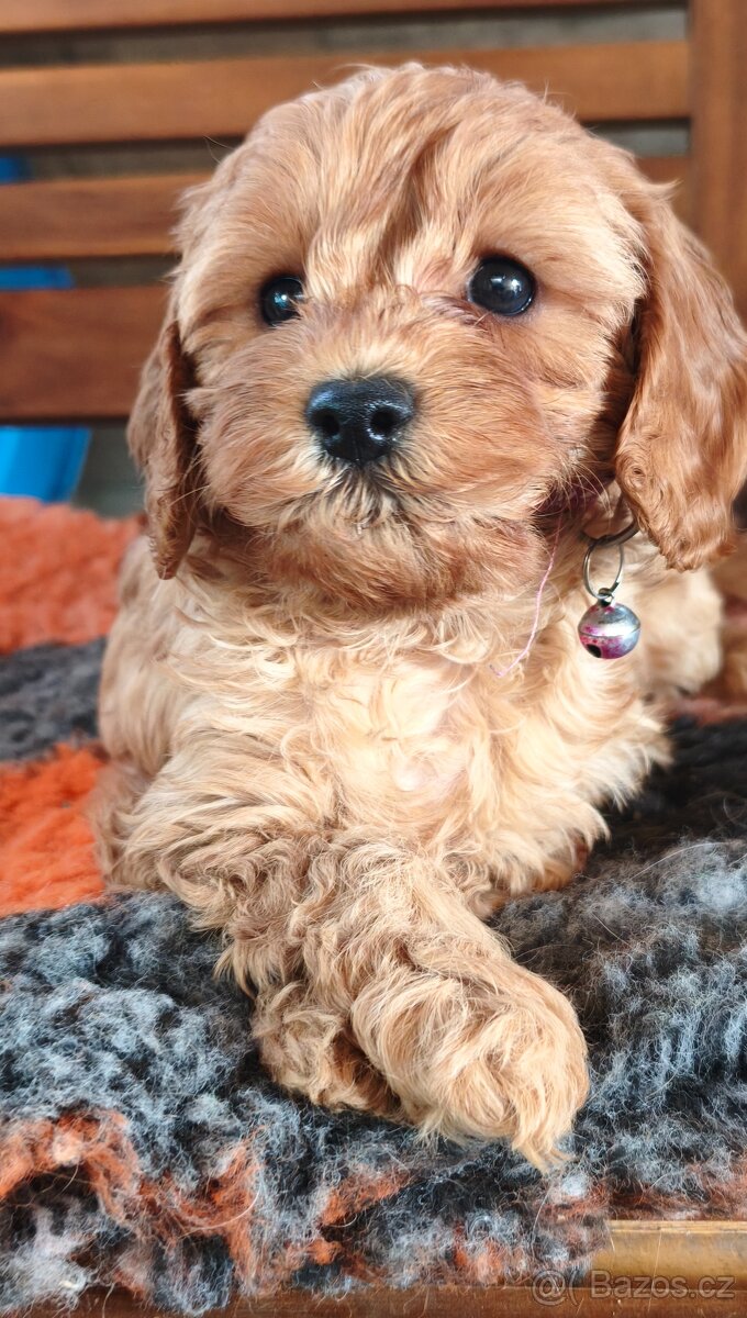 Cavapoo