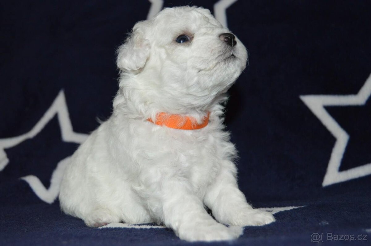 BICHON FRISE - BIŠONEK  s PP