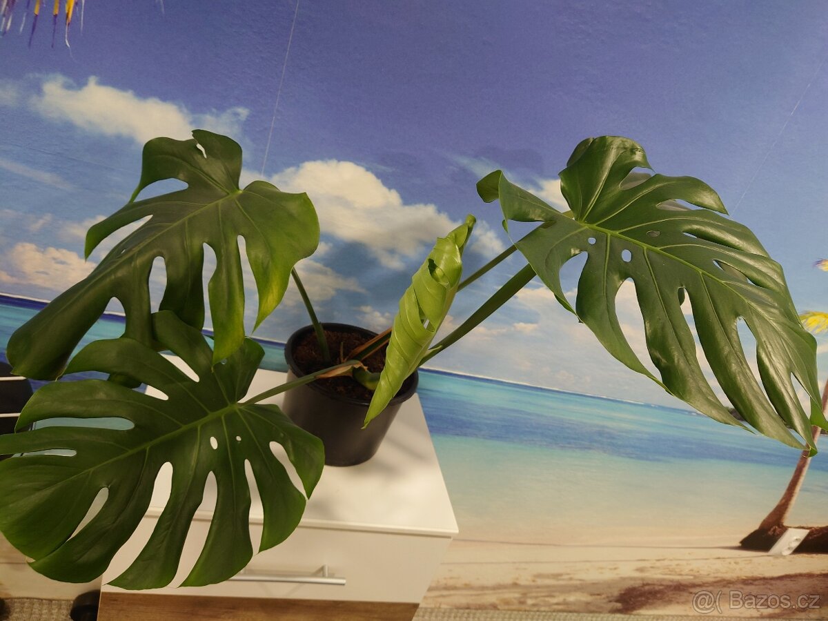 Monstera Deliciosa